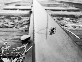 High angle view of fly on wood