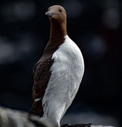 Close-up of seagull