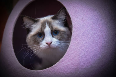 Close-up portrait of cat at home