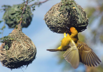 Close-up of a bird flying