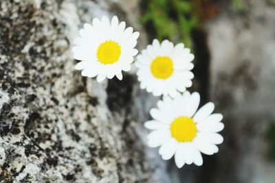 Close-up of white daisy