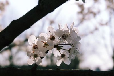 Close-up of white cherry blossom tree