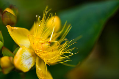 Close-up of yellow flowering plant