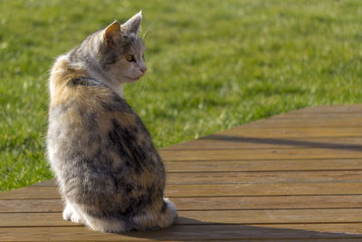 Cat sitting on wooden bench