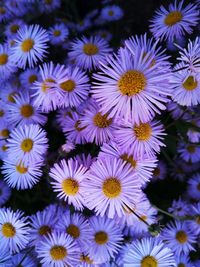 High angle view of purple flowering plants