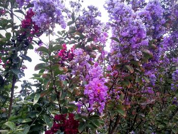 Low angle view of pink flowers