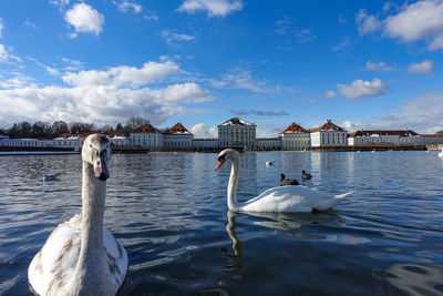 Swans swimming in lake against sky