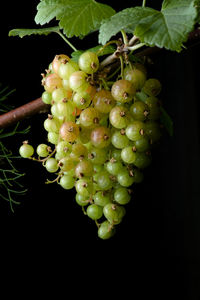 Close-up of grapes growing on plant