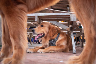 A golden retriever under a table, framed by another golden retriever 