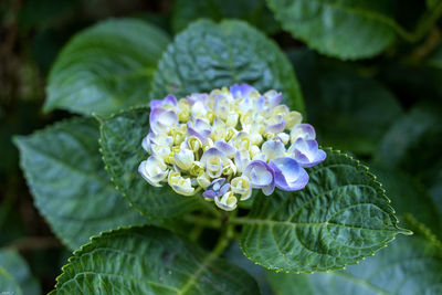 Close-up of purple flowering plant