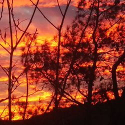 Bare trees at sunset