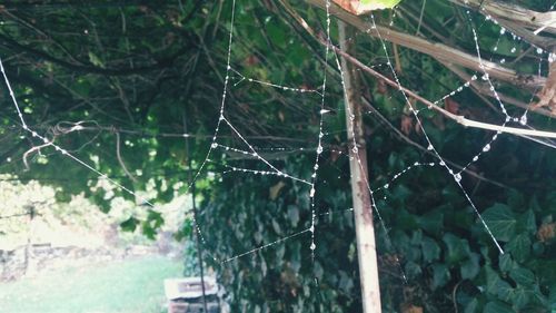 Close-up of spider web