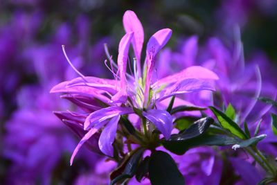 Close-up of pink flowering plant