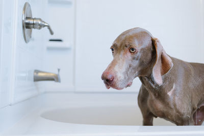 Portrait of dog in bathroom