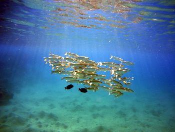 Low angle view of fish swimming in sea