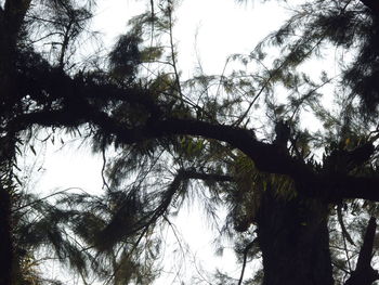 Low angle view of trees in forest against sky