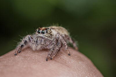 Close up of hyllus diardi jumping spider on finger, selective focus.