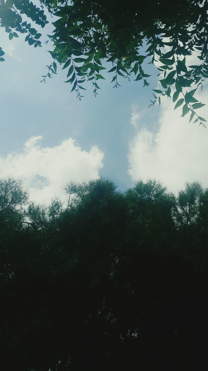 tree, nature, low angle view, sky, beauty in nature, day, outdoors, no people, tranquility, scenics, forest, tranquil scene, cloud - sky, growth, branch