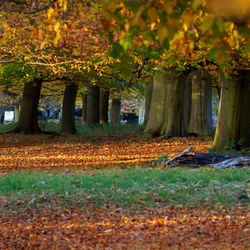 Trees in autumn