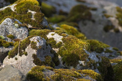 Close-up of moss on rock