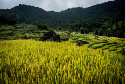 Scenic view of agricultural field