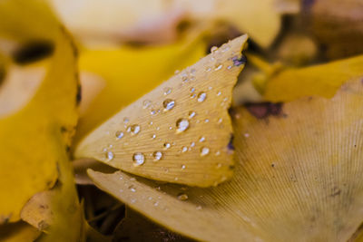 Close-up of wet yellow flower