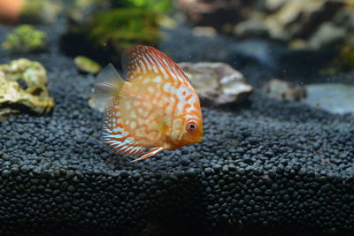 Close-up of fish swimming in sea