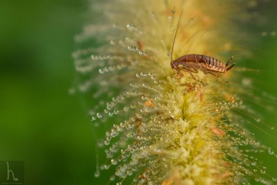 Close-up of butterfly pollinating on flower