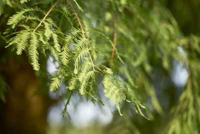 Close-up of pine tree leaves