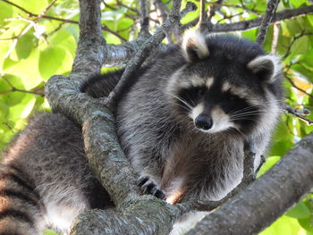 Close-up of a raccoon