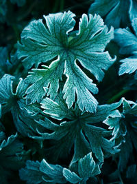 Close-up of flowering plant