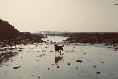 Dog standing on beach