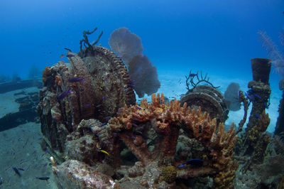 View of coral on shipwreck