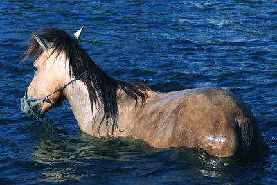 Horse in sea
