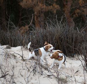 Beagles playing on beach