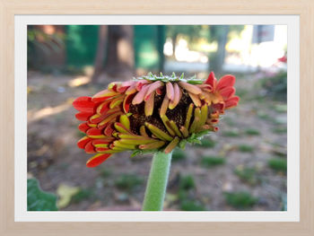 Close-up of red flowers