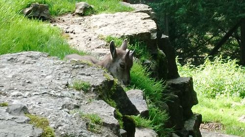 Deer standing on rock