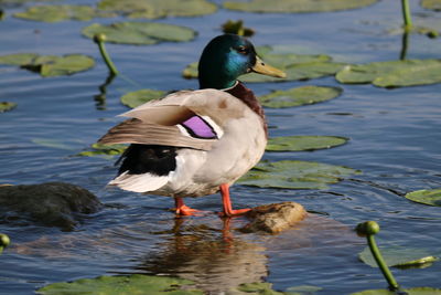Close-up of duck in lake