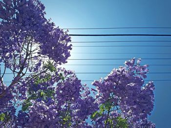 Low angle view of flowering plant against sky