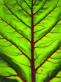 Full frame shot of green leaves