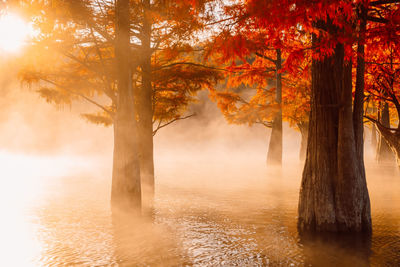 Trees in forest