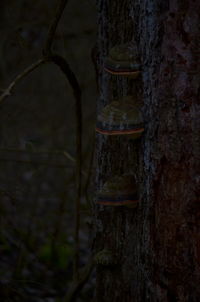 Close-up of tree trunk