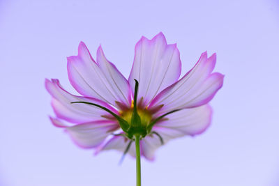 Close-up of pink flower against white background