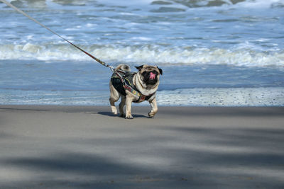 Dog walking on beach