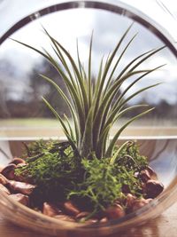 Close-up of potted plant