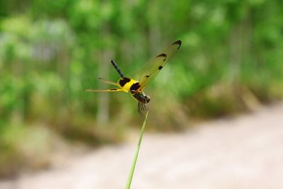 Close-up of butterfly on plant
