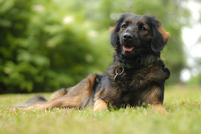 Dog sitting on field