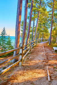 Footpath amidst trees in forest against sky