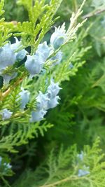 Close-up of flower tree