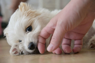 Closeup white bichon puppy playing on floor
